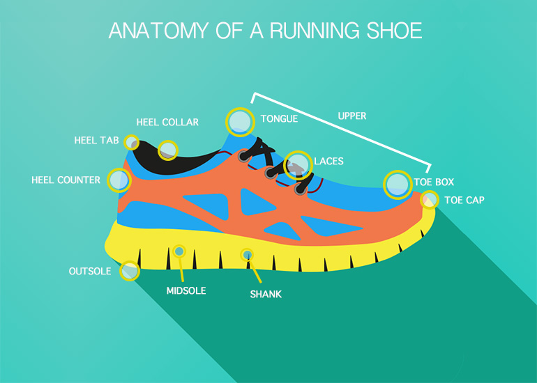 anatomy of a running shoe